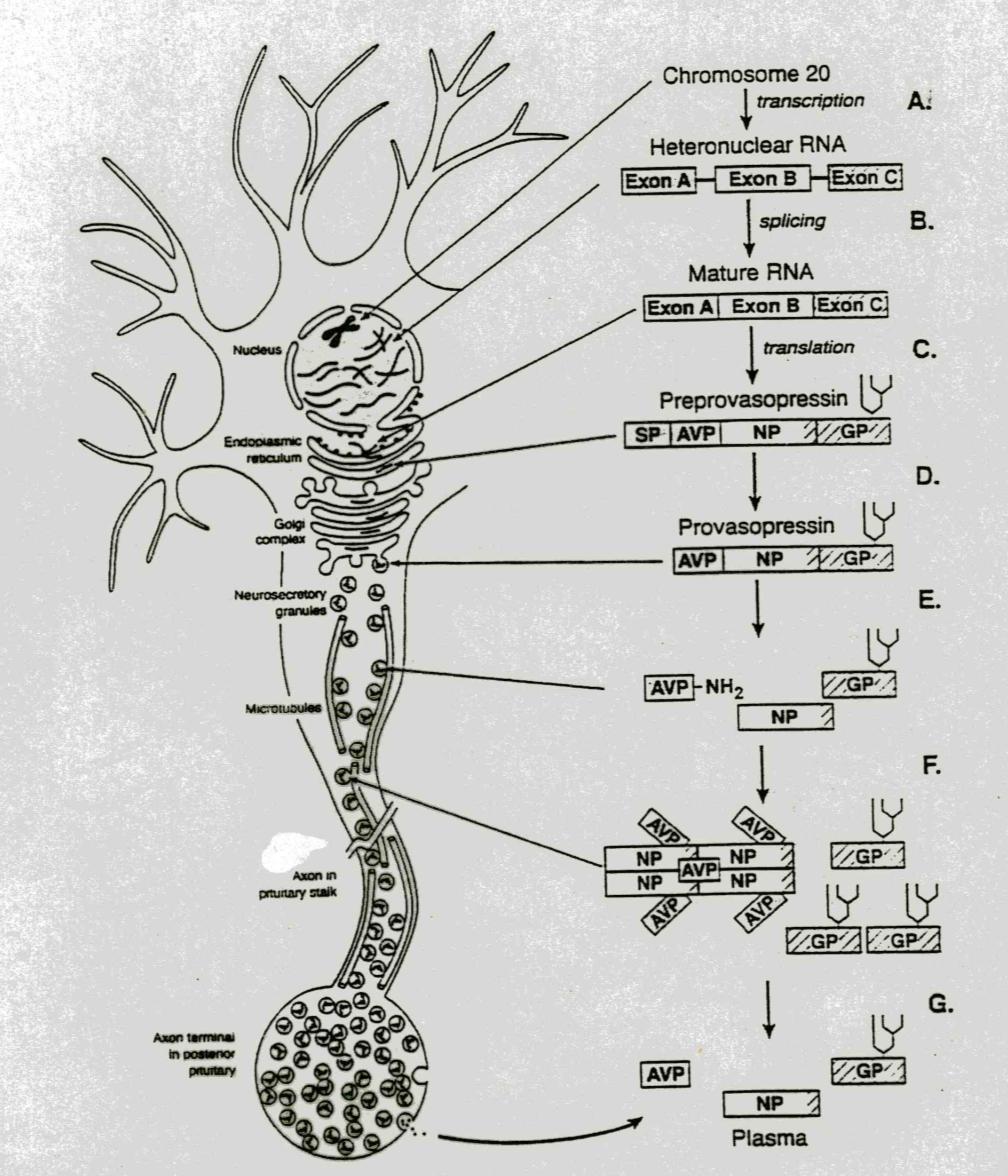 MECCANISMI BIO-MOLECOLARI