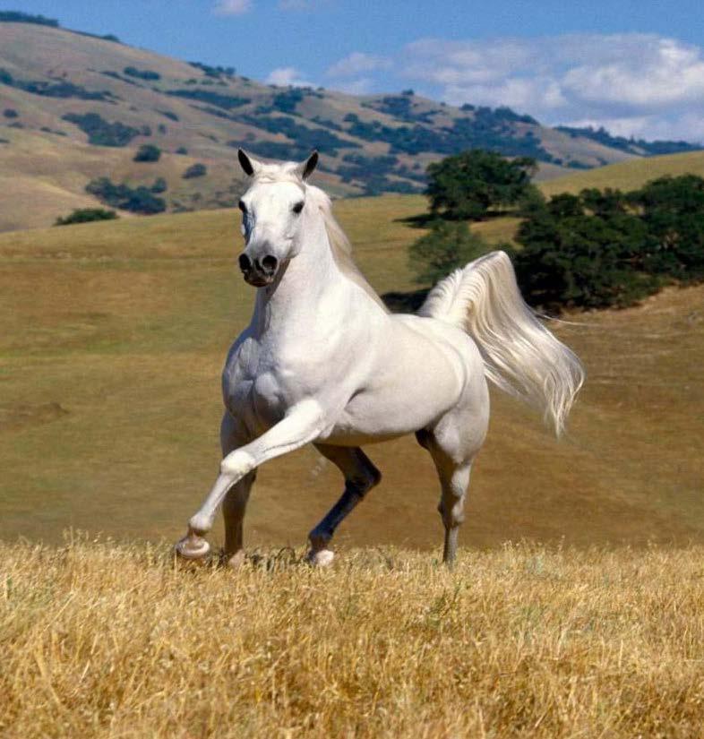 L'alimentazione del cavallo da maneggio è in funzione del carico di lavoro, della taglia e dell'età dall'animale.