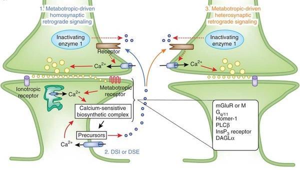 DSI/DSE: endocannabinoidi