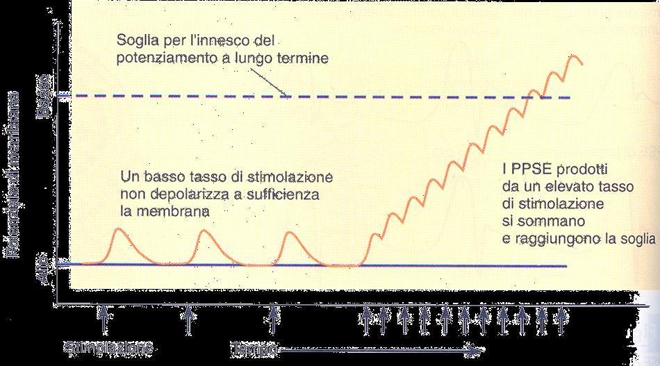 Plasticità a lungo termine: