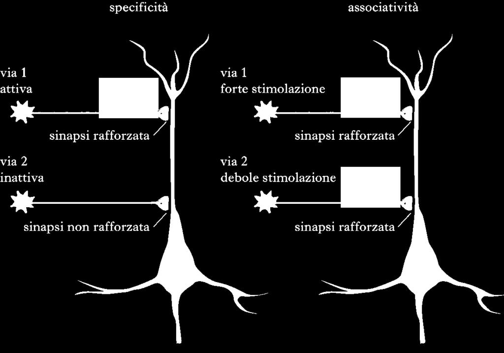 Plasticità a lungo termine: caratteristiche (2/3) Specificità: La risposta è circoscritta alla sola sinapsi attivata e non a tutte quelle adiacenti Associatività: Si