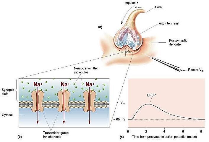Eventi postsinaptici (1/7) La sinapsi è il