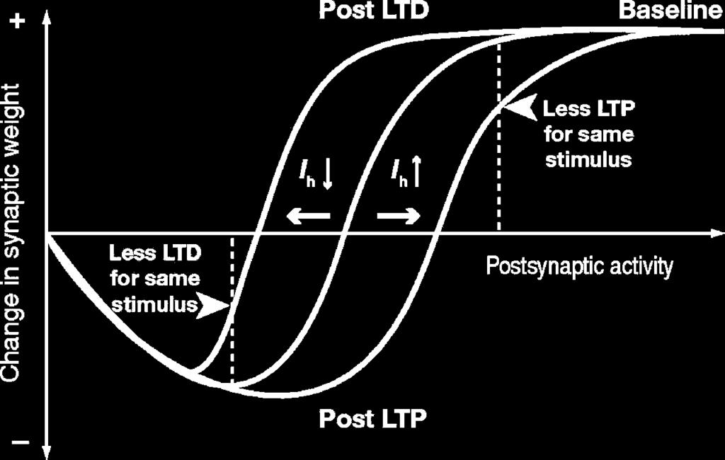 Metaplasticità: la