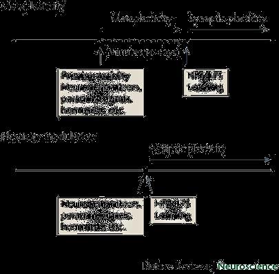 Metaplasticità: la