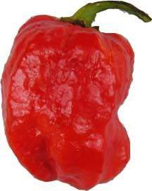 Peperoncino più piccante al mondo fino al 2013 e all'avvento del Carolina reaper.