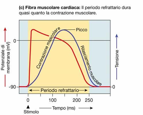 Potenziale cellule miocardio contrattile Na +, Ca 2+