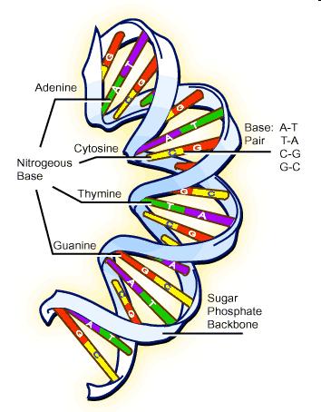 Struttura molecolare DNA isolato da differenti cellule e virus consiste tipicamente di due filamenti polinucleotidici avvolti insieme per formare una lunga e sottile molecola, il DNA a doppia elica