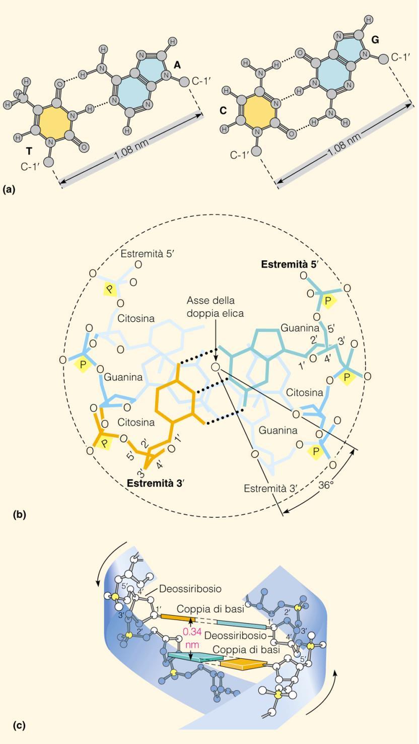 La formazione della doppia elica avviene per accoppiamento tra basi