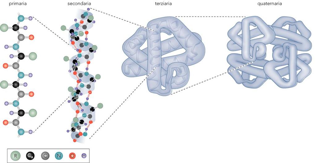 LE STRUTTURE La successione dei diversi tipi di monomeri (residui nucleotidici negli acidi nucleici e residui amminoacidici nelle proteine) lungo la catena ne definisce la Struttura primaria.