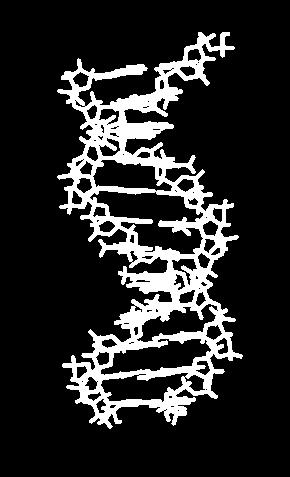 Principali caratteristiche strutturali del B-DNA - vi sono 10 paia di basi per giro d elica in fibra, e circa 10,5 in soluzione acquosa fisiologica; -il piano medio delle basi è quasi perpendicolare