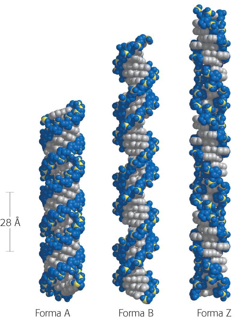RIASSUMENDO La forma più stabili del DNA a doppia elica Forma B: molto simile a quella prevista da W- C, è la più stabile in condizioni fisiologiche (10.