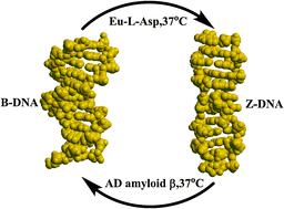 Z- DNA and disease Alzheimer s disease: presence of Z-DNA in the hippocampal region of severely affected Alzheimer's disease (AD) brain samples.