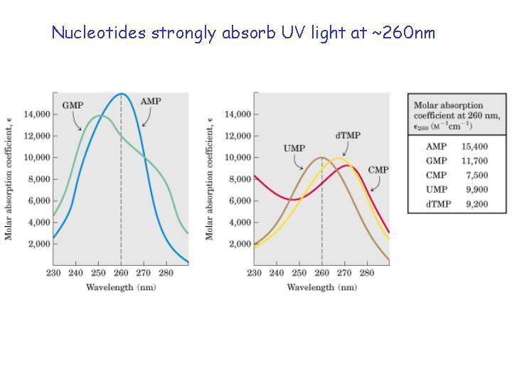 Gli spettri di assorbimento UV dei singoli nucleotidi sono leggermente diversi l uno dall altro, sia come posizione del massimo che come intensità.
