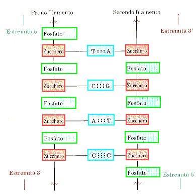 Le basi puriniche e pirimidiniche si trovano all'interno dell'elica, su piani che sono perpendicolari all'asse dell'elica, mentre i gruppi deossiribosio e fosfato formano la parte esterna dell'elica.