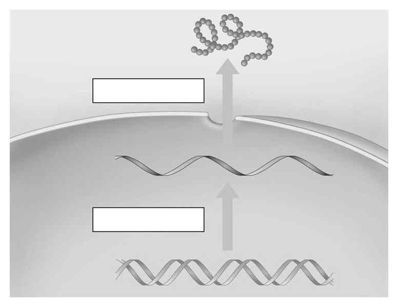 L istruzione contenuta nel gene è prima trasferita dal DN a una molecola di RN