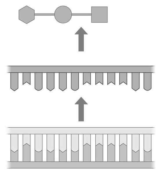 Il codice genetico mette in relazione una seq nucleotidica con seq amminoacidica Questo codice molecolare consente di decifrare l