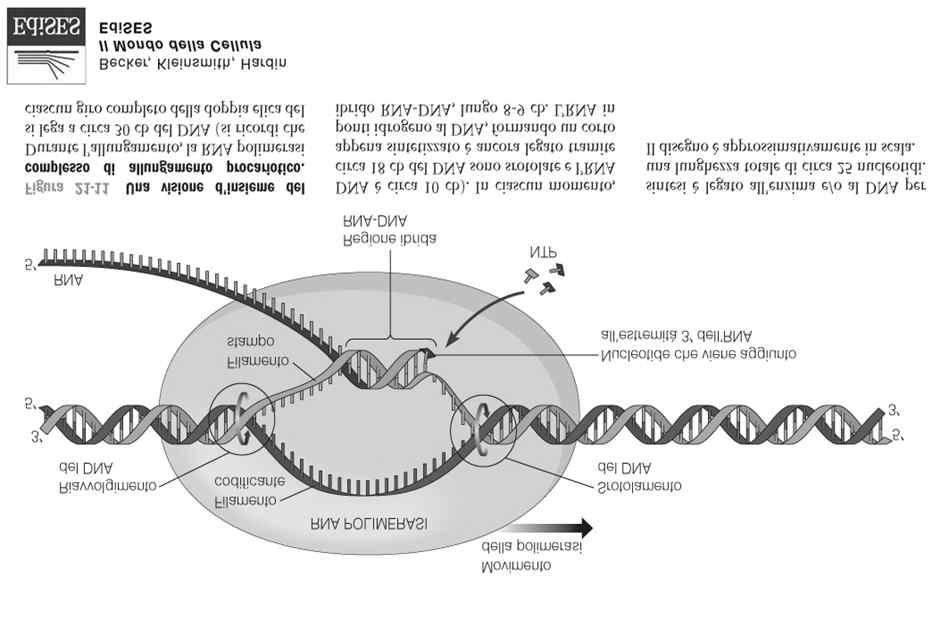 La polimerasi avanzando sul DN inserisce nucleotidi complementari allo stampo (DN ss) sulla catena nascente di RN (direzione 5 3 ) La doppia elica DN
