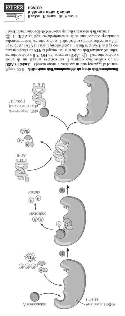 L enzima aa-trn sintetatsi carica l aa sul suo trn corrispondente Le cellule contengono almeno 20 a-trnsintetasi (una per aa) Quando per un determinato a