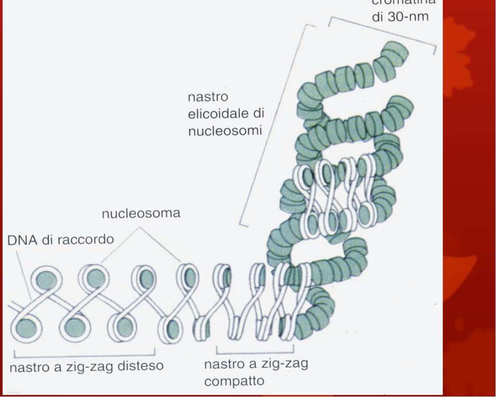 Nucleosoma: è la struttura