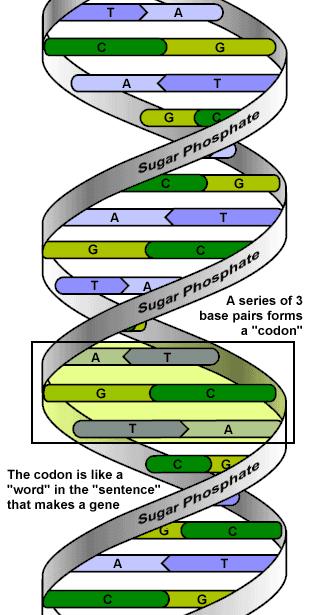 LA SEQUENZA DEL GENOMA La sequenza nucleotidica del genoma è presente su ciascuno dei due filamenti della doppia elica del DNA.