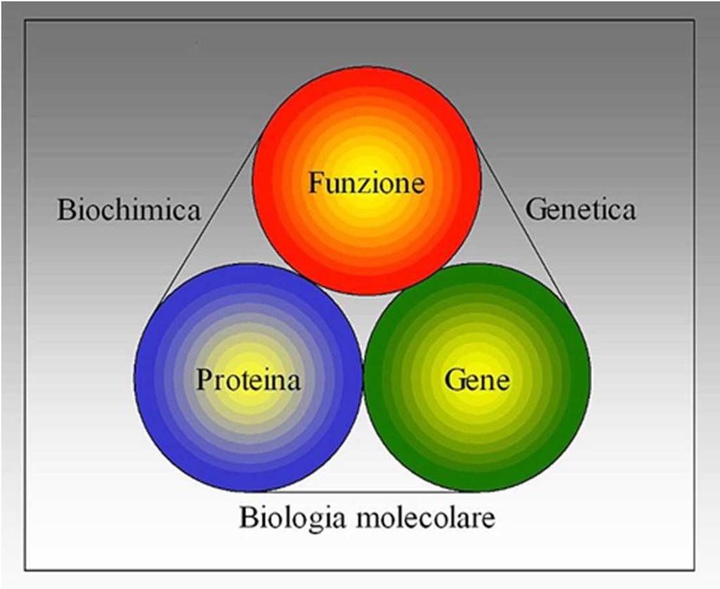 Il campo della biologia molecolare si interseca anche con altre discipline non biologiche: per esempio con l'informatica per l'elaborazione dell'enorme mole di
