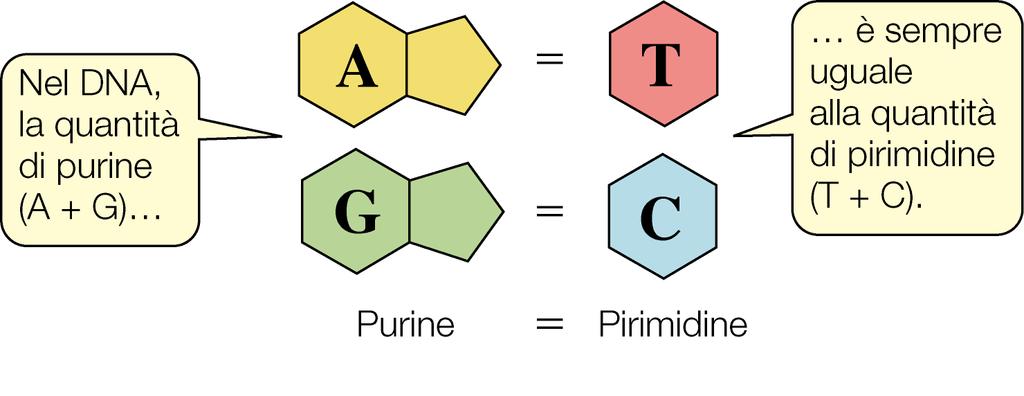 La regola di Chargaff: la quantità di A
