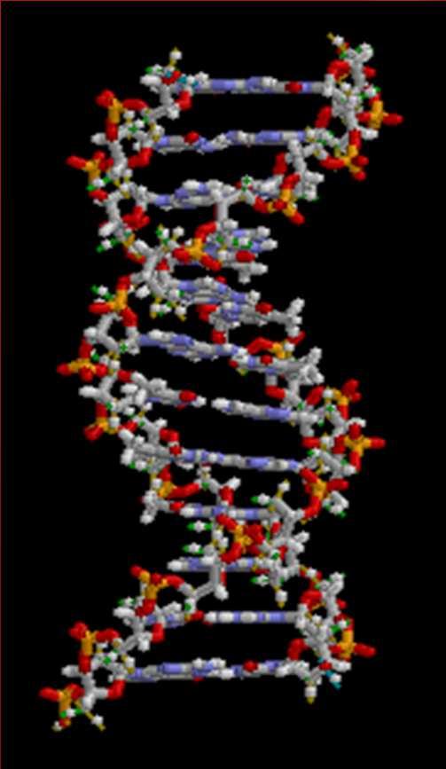 Struttura secondaria del DNA La struttura secondaria non è