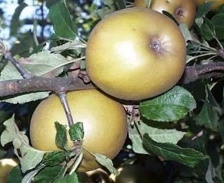Piante di melo di antiche varietà piemontesi Grigia di Torriana Runsè La renetta grigia di Torriana è coltivata da lungo tempo nel territorio del comune di Barge (CN), come riportato oralmente da