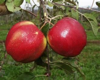 La coltivazione di questa mela dalla frazione di Torriana di Barge dal 1905 si è diffusa poi altrove, soprattutto nella zona di Bagnolo e Cavour.