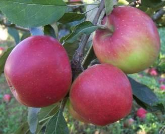 Piante di melo di antiche varietà piemontesi Ross giambon Frutto di colore rosso vinoso, dalla caratteristica forma allungata.
