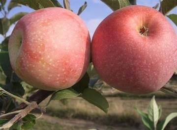 Piante di melo TRIO : un albero, tre varietà Cultivar vigorosa e produttiva.