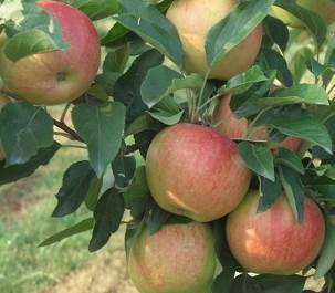Piante di melo TRIO : un albero, tre varietà Varietà resistente alla ticchiolatura, con produttività costante. Gaia Il frutto è di dimensioni medie, di colore rosso sul 50-60% della superficie.