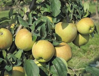 E` una mela estiva, si raccoglie a fine agosto ed è subito pronta per il consumo; si conserva per parecchi mesi Resistente a ticchiolatura, la varietà è autodiradante e mantiene naturalmente solo uno