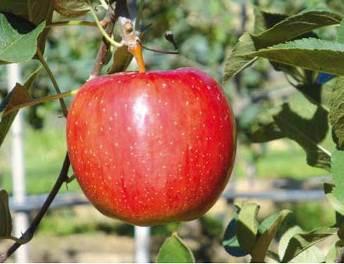 Piante di melo TRIO : un albero, tre varietà Fujion Varietà resistente alla ticchiolatura, produce frutti dal colore rosso intenso su buona parte della superficie con striature molto evidenti.