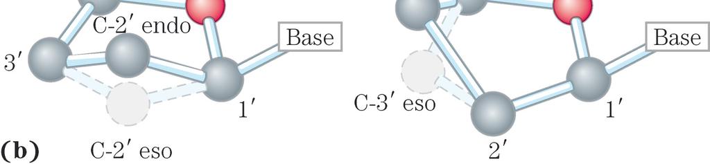 L anello ribofuranosico può esistere in quattro diverse conformazioni Quattro dei cinque atomi sono coplanari; il quinto (il C-2 o il