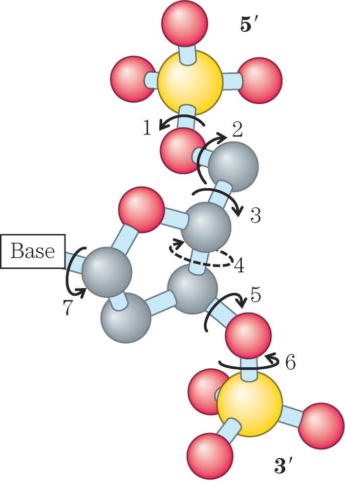 La doppia elica del DNA Le Sono state descritte numerose deviazioni dalla struttura del DNA descritta da Watson e Crick (forma B del DNA).