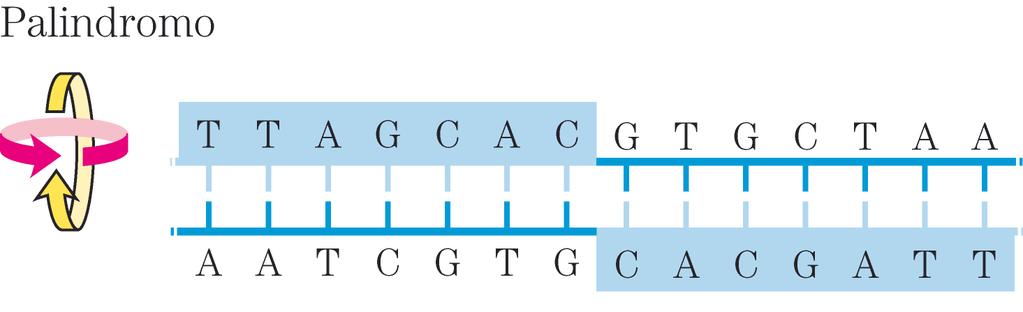 Sequenze palindromiche Alcune sequenze di DNA adottano strutture insolite.