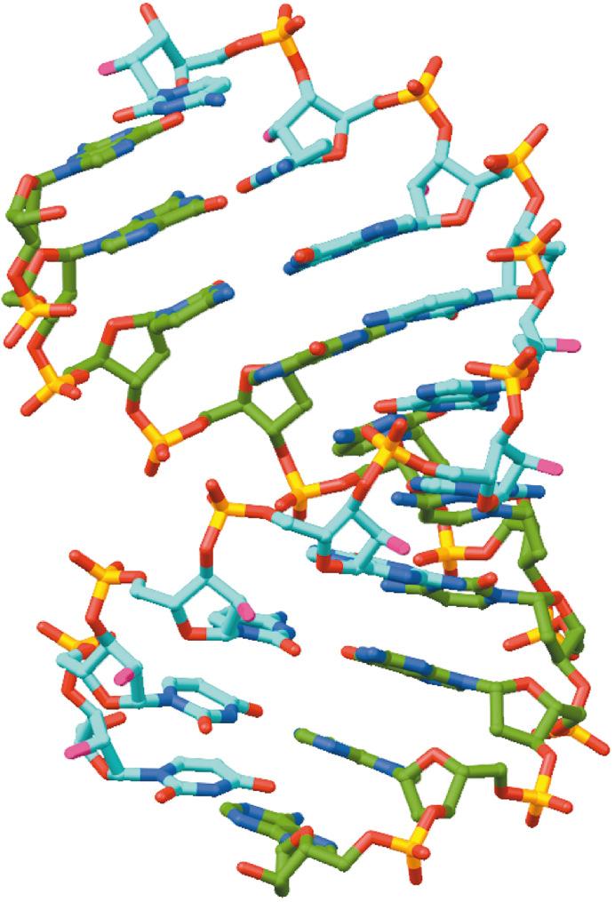 Duplex ibridi Possono essere denaturati anche gli acidi nucleici a doppia catena composti da due catene di RNA o da una catena di RNA e una di DNA.