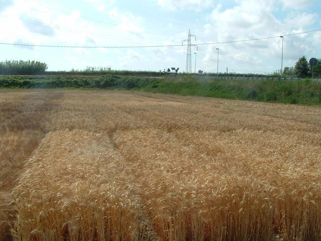 Consorzio Agrario di Ravenna Risultati di