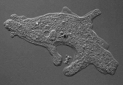 Leformepluricellularipossonoavereuntallo (filamen<intreccia< adesioneallerocce).parete compostadacellulosa,pec<na,agar,inalcunicasi siliceocarbonatodicalcio. RIPRODUZIONE: 1.