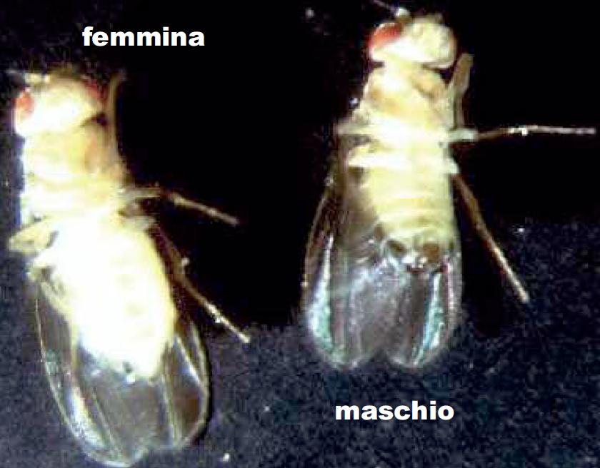 Allevamento di Drosophila melanogaster L allevamento di Drosophila melanogaster, il comune moscerino dell aceto, ci permetterà di fare alcune osservazioni sia sulla sua anatomia e biologia sia sui