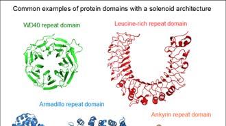 Proteine della matrice MOTIVI, DOMINI E MODULI Seminario https://upload.wikimedia.