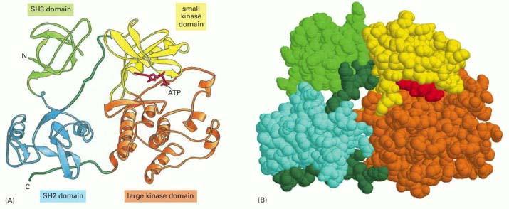 Una proteina formata da quattro domini. Nella proteina Src illustrata, due dei domini formano un enzima ad attività proteina chinasica, mentre i domini SH2e SH3svolgono funzioni regolatorie.