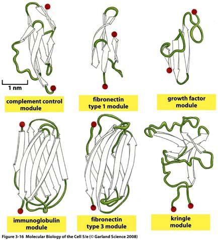 Moduli 2 Molte proteine di grandi dimensioni mostrano di essere evolute mediante riunione di domini pre esistenti in nuove combinazioni, un processo evolutivo detto domain shuffling (rimescolamento
