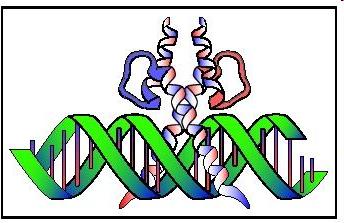 Motivo helix coil helix Un dimero helix loop helix