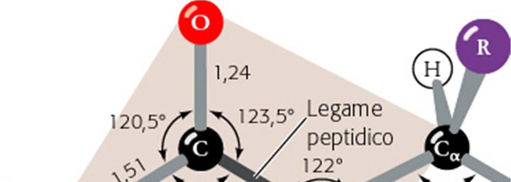 Il legame peptidico Il legame peptidico C N è 0.