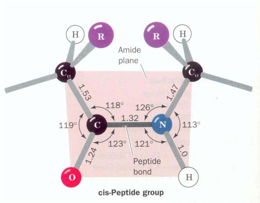 rispetto al In alcuni casi il gruppo peptidico può assume la conformazione cis