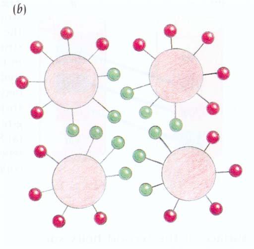 Le catene laterali idrofobiche degli aminoacidi di ciascuna elica sono orientate verso l interno dell helical bundle,