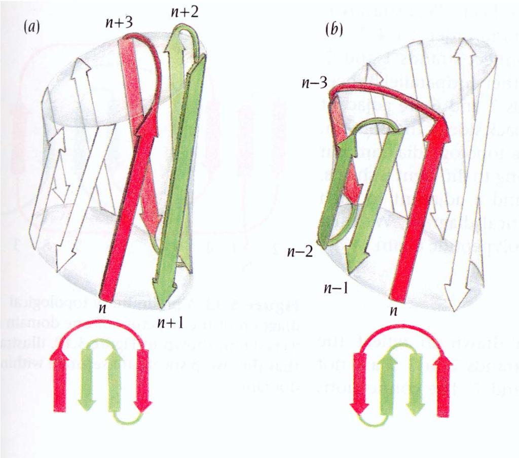 Kinemage Exercises/Ig-fold Domini Chiave greca Se si vogliono collegare 8 filamenti antiparalleli con una topologia diversa da quella up and down, ci sono solo 2 alternative: collegare il filamento n