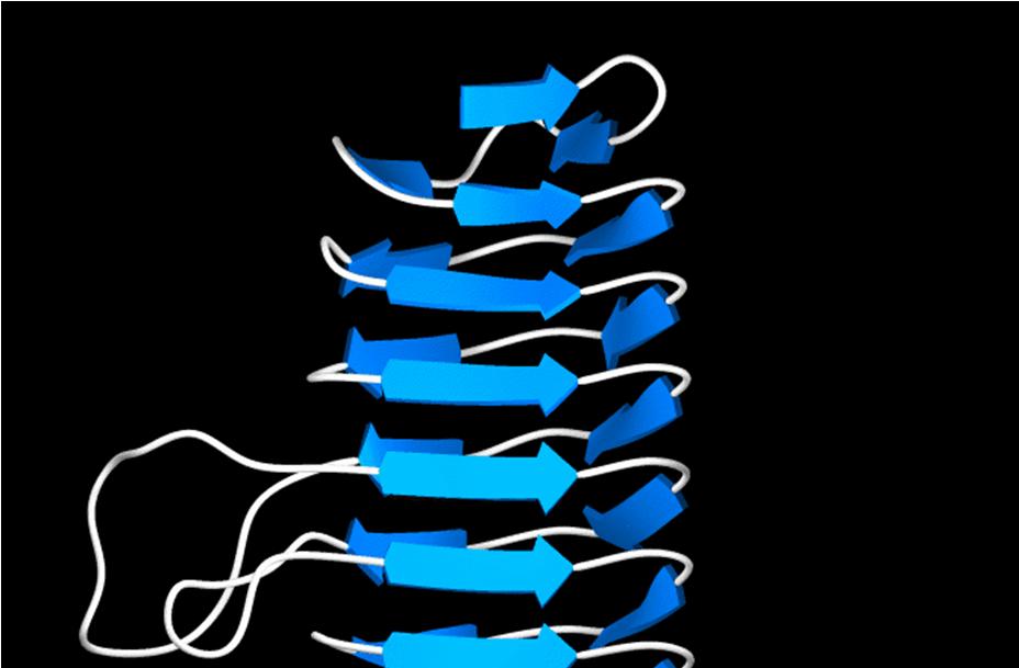 Domini elica sinistrorsa Nel 1995 è stata osservata una elica sinistrorsa, nella struttura dell enzima UDP-N